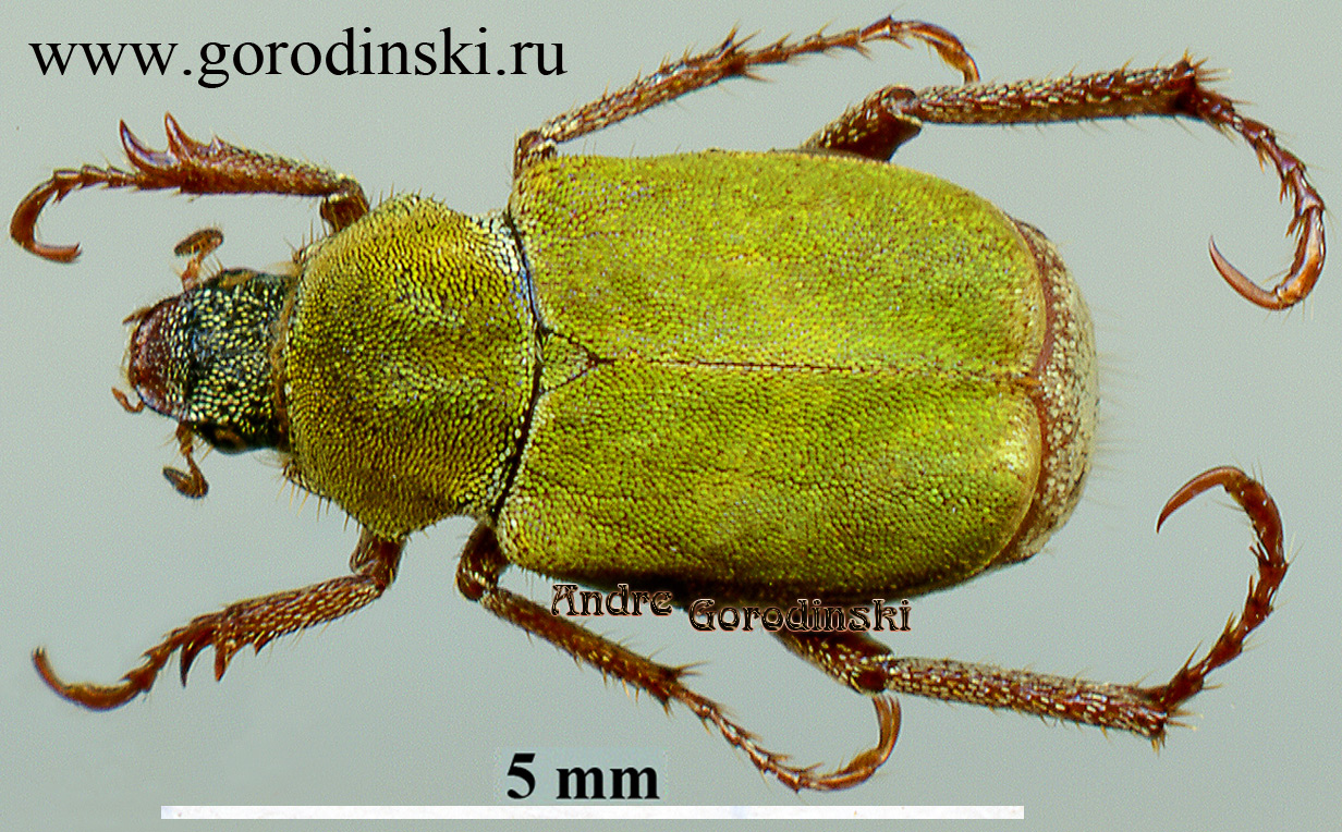 http://www.gorodinski.ru/scarabs/Hoplia squamigera.jpg